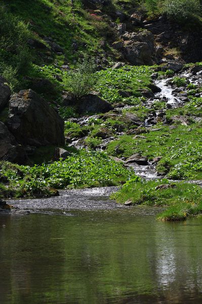 Datei:Im wildkar 23545 2008-06-26.jpg