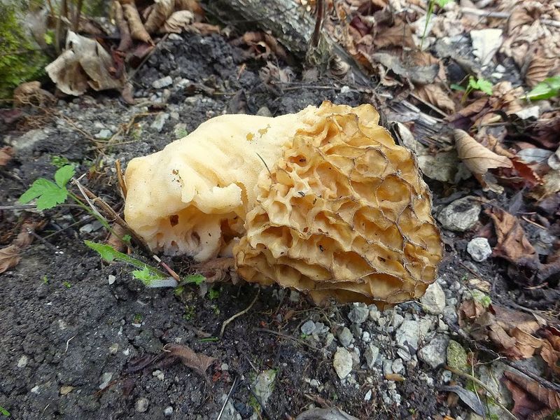 Datei:Morchel 58115 2014-05-16.JPG