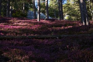 Rössingkogel 85114 2015-04-19.jpg