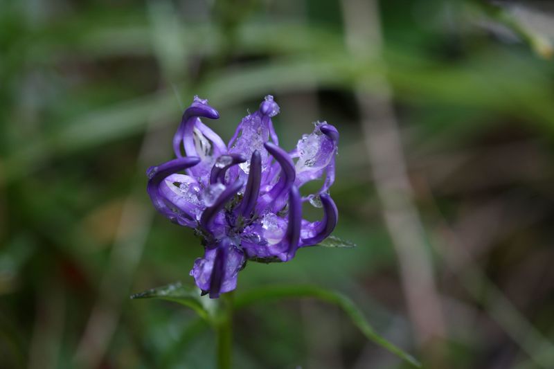 Datei:Teufelskralle grünsee 33573 2011-08-10.jpg