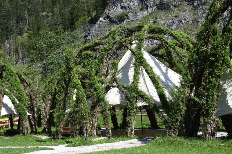 Datei:Weidendom gesäuse 56968 2014-05-05.jpg