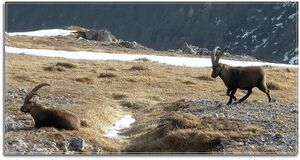 Gößeck steinbock701.JPG