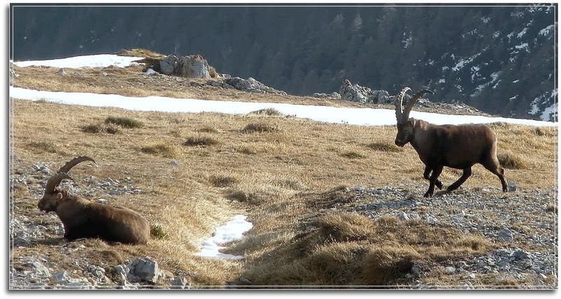 Datei:Gößeck steinbock701.JPG