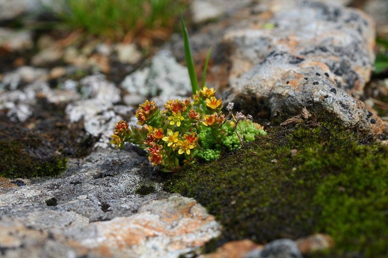 Datei:Im stegerkar 23974 2008-07-09.jpg