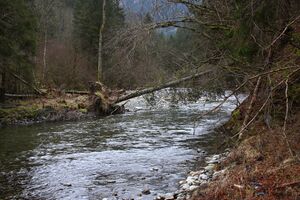 Strubschlucht 34258 2014-01-20.jpg