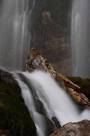 Wasseramsel luserfall 20739 2016-03-29.jpg