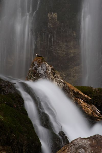 Datei:Wasseramsel luserfall 20739 2016-03-29.jpg