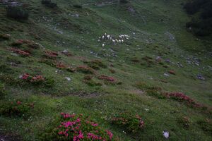 Brotrinndl 2663 2011-07-20.jpg