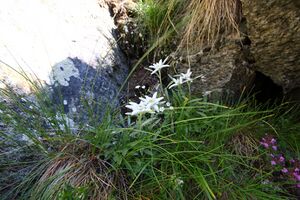 Edelweiß wildkar 0705 13-07-27.jpg