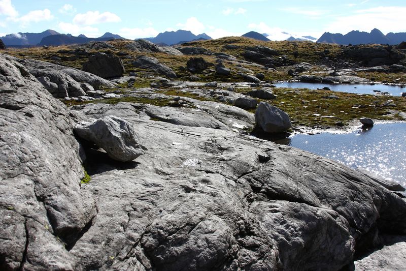 Datei:Goldlacken 0297 2013-10-08.jpg