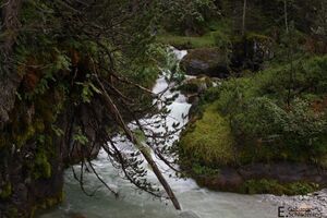 PreuneggbachIMG 5566.jpg