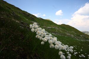 Beim wildsee 1371 13-08-06.jpg