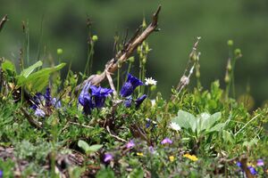 Blumen tauplitzalm 51677 2017-06-24.jpg