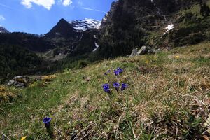 Enzian sattental 46086 2017-05-19.jpg