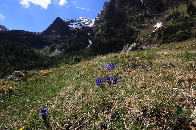 Datei:Enzian sattental 46086 2017-05-19.jpg