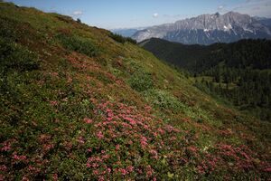 Gumpenkar 54476 2017-07-05.jpg