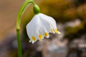 Hüttfeldalm-schneeglöckchen 55896 2014-05-02.jpg