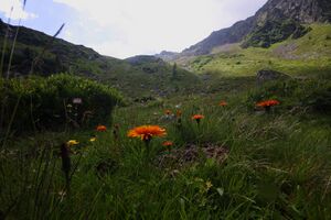 Herzmaierkar 32603 2011-07-06.jpg