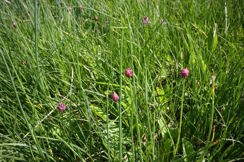 Datei:Mößnakar 0845 13-07-12.jpg