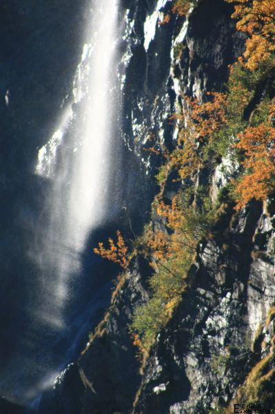 Datei:SchleierwsfIMG 1557.jpg