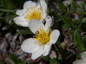 Weiße silberwurz-giglach 90682 2006-07-10.jpg