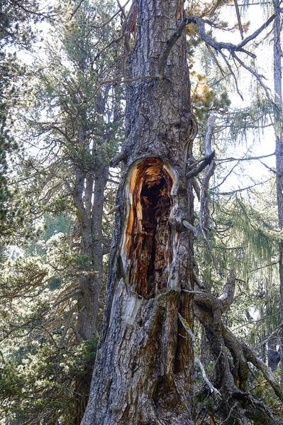 Datei:Brandner urwald-23-2020-09-15.jpg