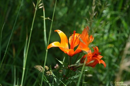 Feuerlilie8562.jpg