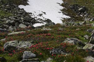 Herzmaierkar 32524 2011-07-06.jpg