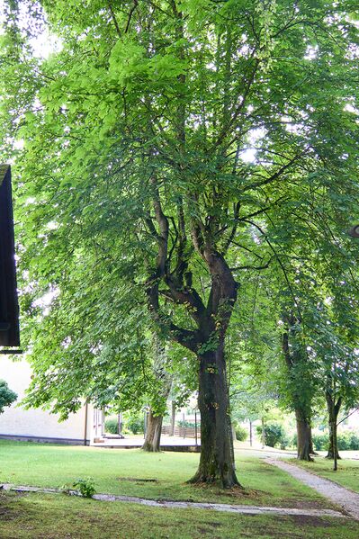 Datei:Kaiser-Franz-Josef Jubiläumspark Stainach-115-2026-08-08.jpg