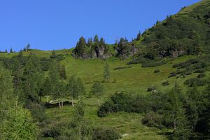 Kolbalm 94807 2015-07-11.jpg