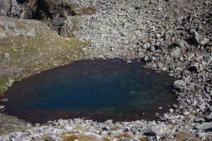 Nördliche krukecklacke 01762 2015-09-13.jpg