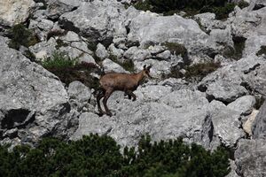 Gams dreibrüderkgl 77528 2018-06-04.jpg