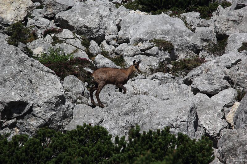 Datei:Gams dreibrüderkgl 77528 2018-06-04.jpg