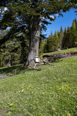 MA hochscheibenalm gseis-2000-2021-05-26.jpg