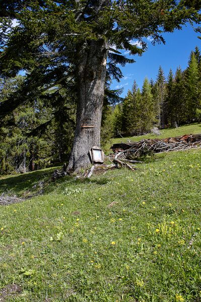 Datei:MA hochscheibenalm gseis-2000-2021-05-26.jpg