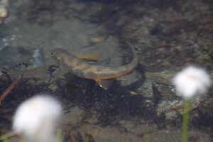 Oberer lanschitzsee 98124 2011-08-12.jpg
