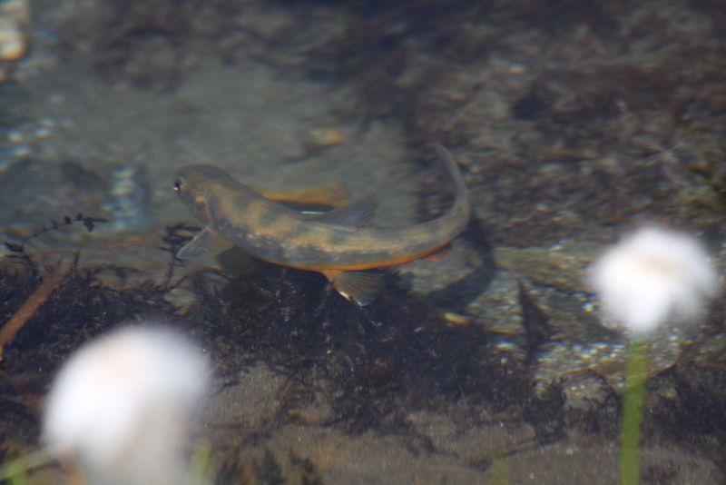 Datei:Oberer lanschitzsee 98124 2011-08-12.jpg