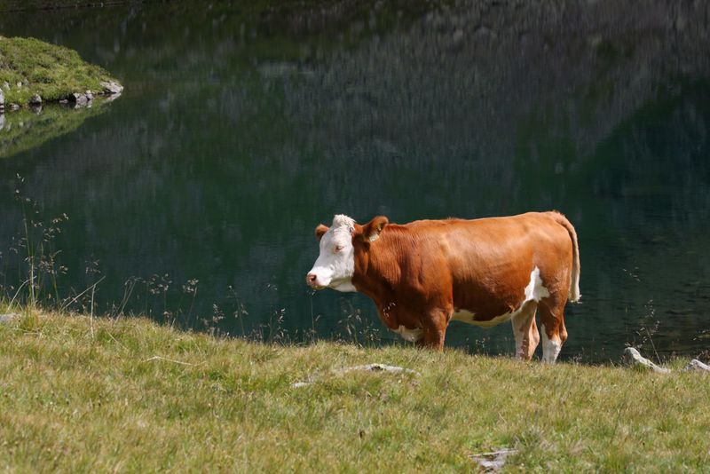 Datei:Oberer lanschitzsee 98148 2011-08-12.jpg