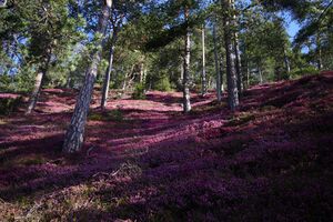 Rössingkogel 85349 2015-04-22.jpg