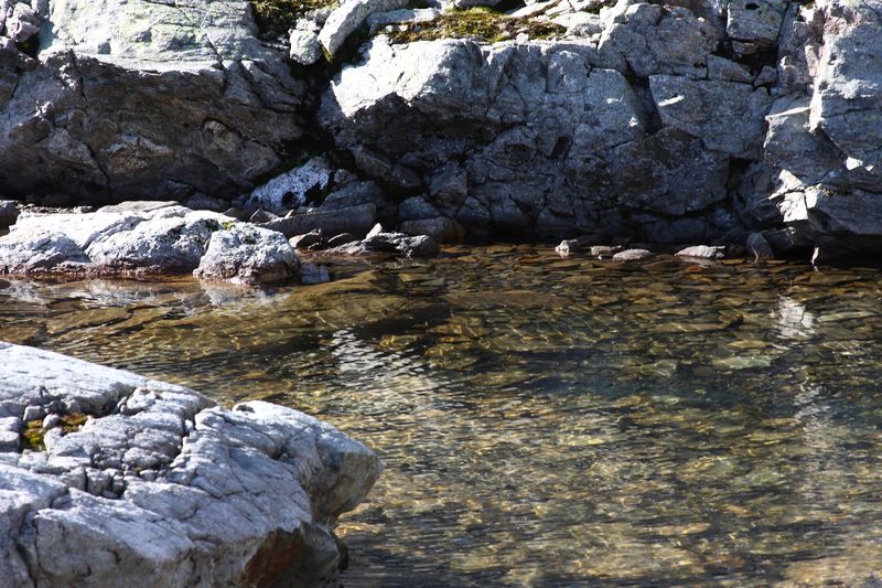 Datei:Goldlacken 0329 2013-10-08.jpg