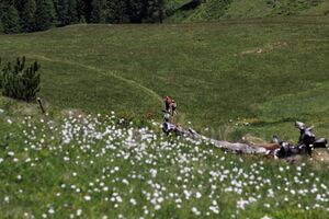 Gumpenkar 54488 2017-07-05.jpg