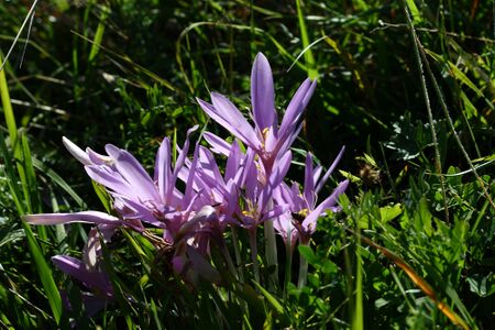 Herbstzeitlose jagersberger 01599 2015-09-12.jpg