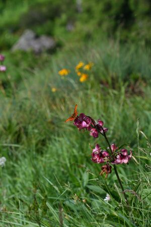 Im stegerkar 23886 2008-07-09.jpg