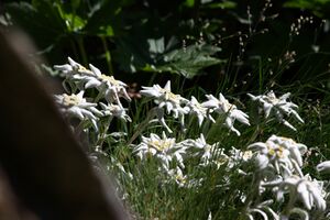 Edelweiß wildkar 0731 13-07-27.jpg