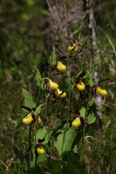 Datei:Frauenschuh 2327 2011-05-26.jpg