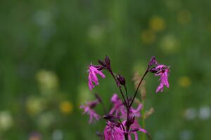 Preuneggtal 29372 2011-06-08.jpg