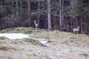 Reh -breitlahn 99168 2019-04-18.jpg