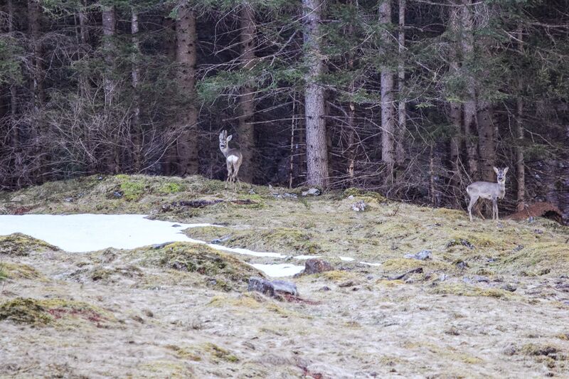Datei:Reh -breitlahn 99168 2019-04-18.jpg