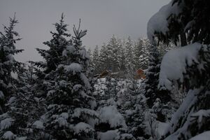 Dachsteinhaus-ramsau 16-03-09 0065.jpg