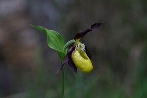 Frauenschuh 2208 2011-05-26.jpg